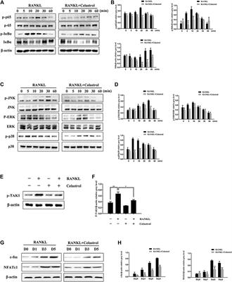 Celastrol Attenuates RANKL-Induced Osteoclastogenesis in vitro and Reduces Titanium Particle-Induced Osteolysis and Ovariectomy-Induced Bone Loss in vivo